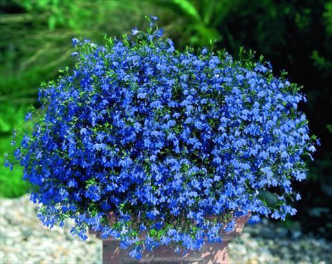 foto van een variëteit aan bloemen, te gebruiken als: Potplant, perkplant, patioplant, korfplant Lobelia Lobelie Westflowers® Blue Star