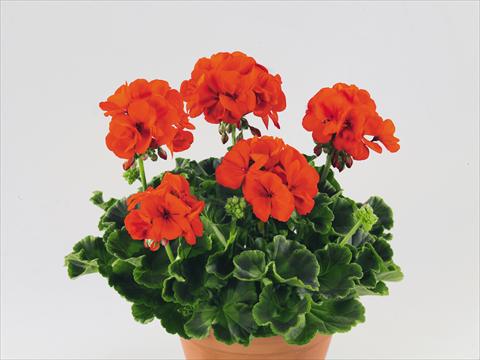 foto van een variëteit aan bloemen, te gebruiken als: Potplant, perkplant, patioplant Pelargonium zonale Compact Gen® Serena Nova