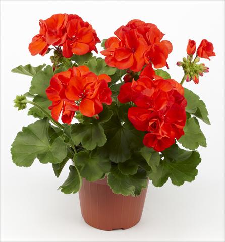 foto van een variëteit aan bloemen, te gebruiken als: Potplant, perkplant, patioplant Pelargonium zonale pac® Hidemi