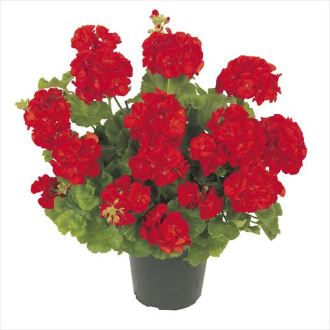 foto van een variëteit aan bloemen, te gebruiken als: Pot Pelargonium zonale RE-AL® Polaris®