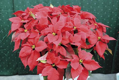 foto van een variëteit aan bloemen, te gebruiken als: Pot Poinsettia - Euphorbia pulcherrima PLA® Eckespoint® Fiamma