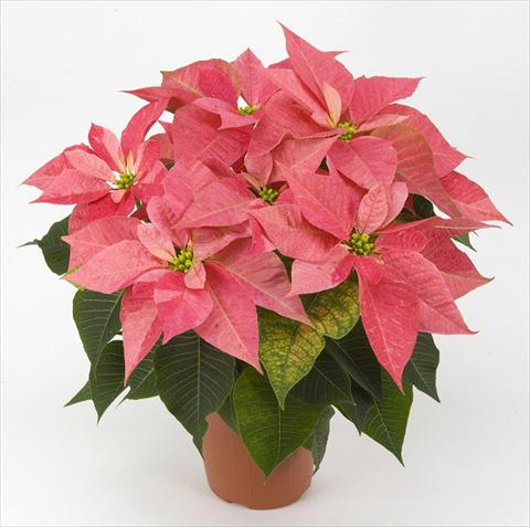foto van een variëteit aan bloemen, te gebruiken als: Pot Poinsettia - Euphorbia pulcherrima PLA® Eckespoint® Giulietta