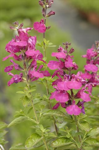 foto van een variëteit aan bloemen, te gebruiken als: Pot - en perkplant Salvia greggii PLA® Puebla Rose