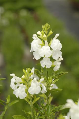 foto van een variëteit aan bloemen, te gebruiken als: Pot - en perkplant Salvia greggii PLA® Puebla White