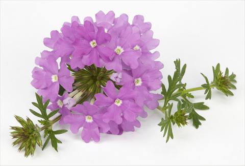 foto van een variëteit aan bloemen, te gebruiken als: Potplant, perkplant, patioplant, korfplant Verbena Benissima® Lavender