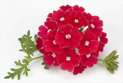 foto van een variëteit aan bloemen, te gebruiken als: Potplant, perkplant, patioplant, korfplant Verbena Benissima® Red