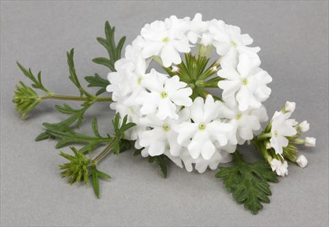 foto van een variëteit aan bloemen, te gebruiken als: Potplant, perkplant, patioplant, korfplant Verbena Benissima® White