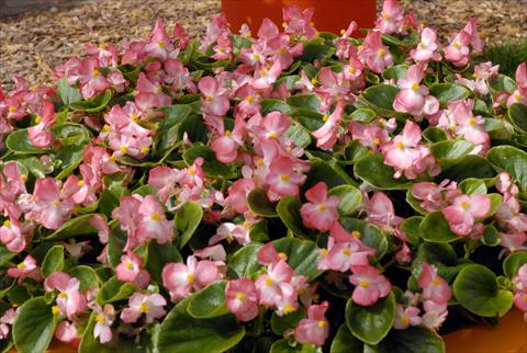 foto van een variëteit aan bloemen, te gebruiken als: Pot - en perkplant Begonia Monza Appleblossom