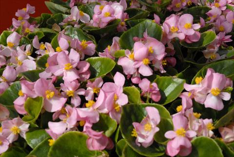 foto van een variëteit aan bloemen, te gebruiken als: Pot - en perkplant Begonia Monza Pink