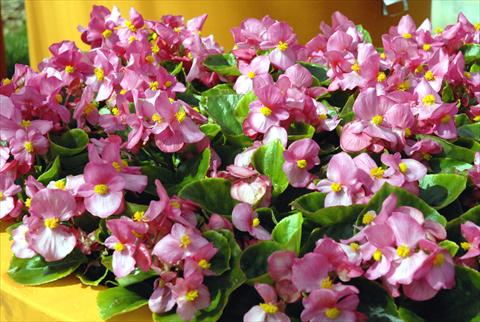 foto van een variëteit aan bloemen, te gebruiken als: Pot - en perkplant Begonia Monza Rose