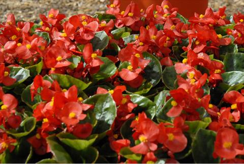 foto van een variëteit aan bloemen, te gebruiken als: Pot - en perkplant Begonia Monza Scarlet