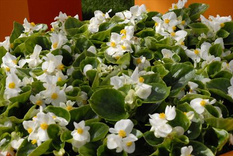 foto van een variëteit aan bloemen, te gebruiken als: Pot - en perkplant Begonia Monza White