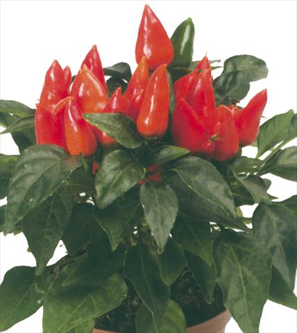 foto van een variëteit aan bloemen, te gebruiken als: Pot - en perkplant Capsicum annuum Maya Mambo