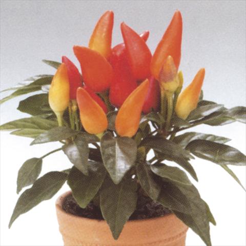 foto van een variëteit aan bloemen, te gebruiken als: Pot - en perkplant Capsicum annuum Salsa Red-Yellow