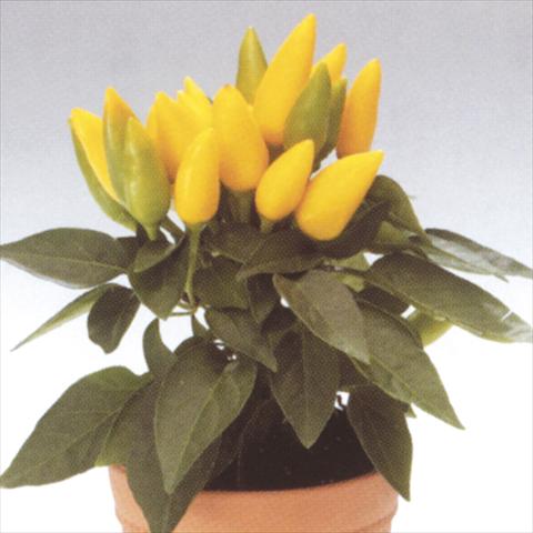 foto van een variëteit aan bloemen, te gebruiken als: Pot - en perkplant Capsicum annuum Salsa Yellow