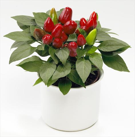 foto van een variëteit aan bloemen, te gebruiken als: Pot - en perkplant Capsicum annuum Tango Red