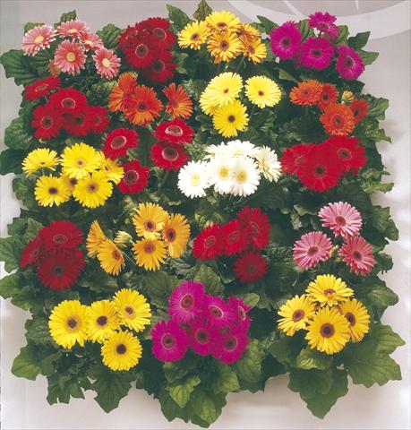 foto van een variëteit aan bloemen, te gebruiken als: Pot - en perkplant Gerbera jamesonii Royal Premium Mixture