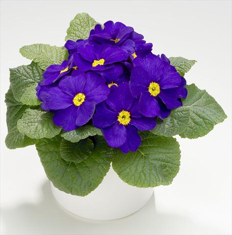 foto van een variëteit aan bloemen, te gebruiken als: Pot - en perkplant Primula acaulis, veris, vulgaris Mega Blue