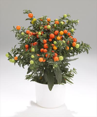 foto van een variëteit aan bloemen, te gebruiken als: Pot - en perkplant Solanum pseudocapsicum Thurino Light