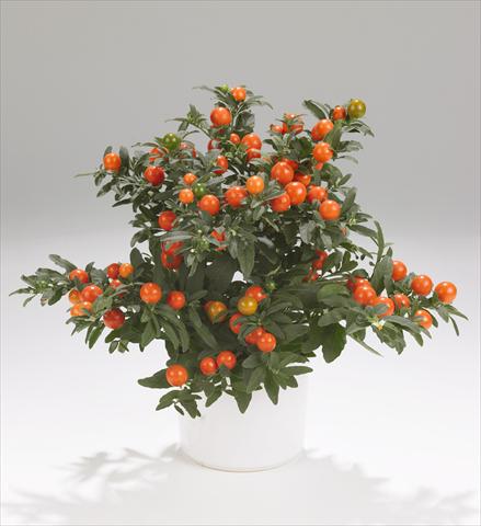 foto van een variëteit aan bloemen, te gebruiken als: Pot - en perkplant Solanum pseudocapsicum Thurino