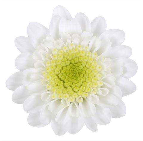 foto van een variëteit aan bloemen, te gebruiken als: Korf / Pot Chrysanthemum Avoriaz