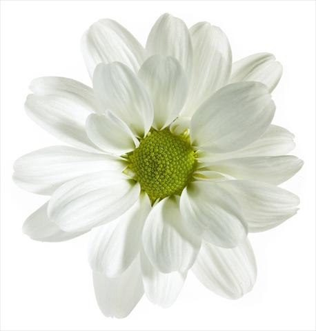 foto van een variëteit aan bloemen, te gebruiken als: Pot - en perkplant Chrysanthemum Noa