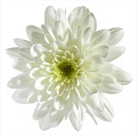 foto van een variëteit aan bloemen, te gebruiken als: Pot - en perkplant Chrysanthemum Vigo