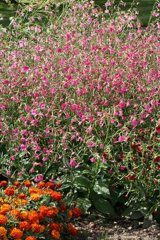 foto van een variëteit aan bloemen, te gebruiken als: Potplant, perkplant, patioplant Nicotiana Whisper Deep Pink