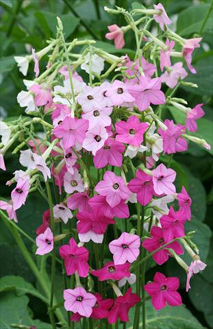 foto van een variëteit aan bloemen, te gebruiken als: Potplant, perkplant, patioplant Nicotiana Whisper Mixed