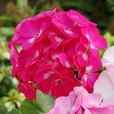 foto van een variëteit aan bloemen, te gebruiken als: Potplant, perkplant, patioplant Pelargonium zonale Dancer Deep Rose