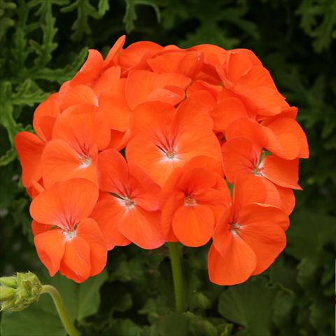 foto van een variëteit aan bloemen, te gebruiken als: Potplant, perkplant, patioplant Pelargonium zonale Dancer Orange