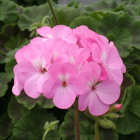 foto van een variëteit aan bloemen, te gebruiken als: Potplant, perkplant, patioplant Pelargonium zonale Dancer Pink