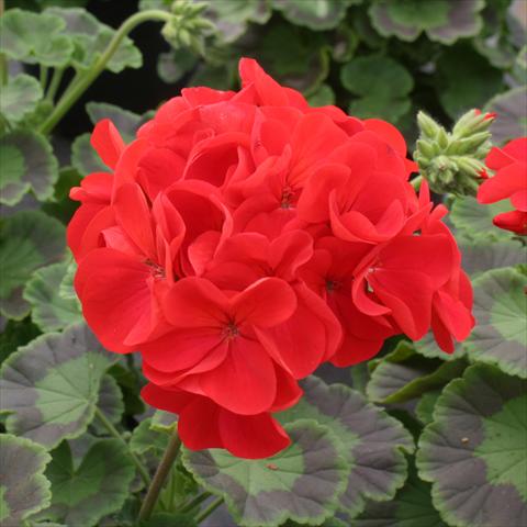 foto van een variëteit aan bloemen, te gebruiken als: Potplant, perkplant, patioplant Pelargonium zonale Dancer Red