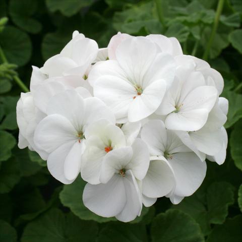 foto van een variëteit aan bloemen, te gebruiken als: Potplant, perkplant, patioplant Pelargonium zonale Dancer White