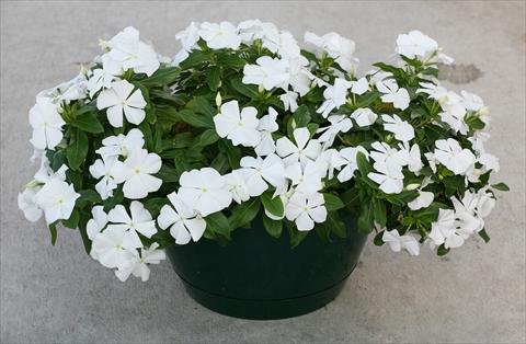 foto van een variëteit aan bloemen, te gebruiken als: Potplant, perkplant, patioplant, korfplant Catharanthus roseus - Vinca Boa White