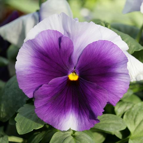 foto van een variëteit aan bloemen, te gebruiken als: Pot - en perkplant Viola wittrockiana Sense Beaconsfield