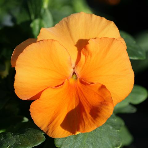 foto van een variëteit aan bloemen, te gebruiken als: Pot - en perkplant Viola wittrockiana Sense Clear Orange