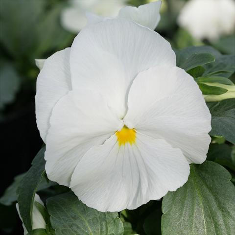 foto van een variëteit aan bloemen, te gebruiken als: Pot - en perkplant Viola wittrockiana Sense Clear White