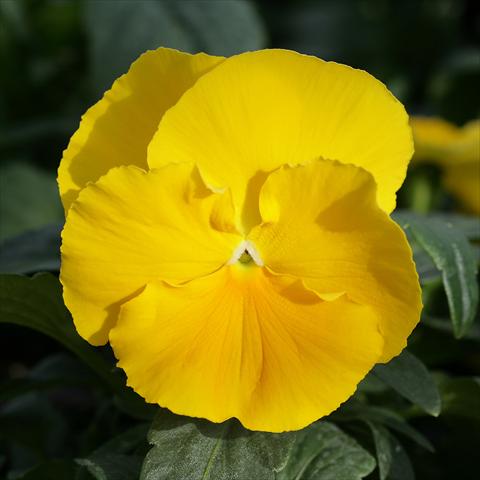foto van een variëteit aan bloemen, te gebruiken als: Pot - en perkplant Viola wittrockiana Sense Clear Yellow