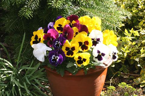foto van een variëteit aan bloemen, te gebruiken als: Pot - en perkplant Viola wittrockiana Sense Mixed
