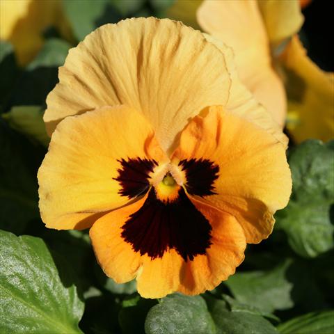 foto van een variëteit aan bloemen, te gebruiken als: Pot - en perkplant Viola wittrockiana Sense Orange Blotch