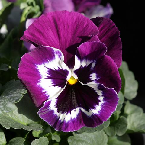 foto van een variëteit aan bloemen, te gebruiken als: Pot - en perkplant Viola wittrockiana Sense Purple White Bicolour