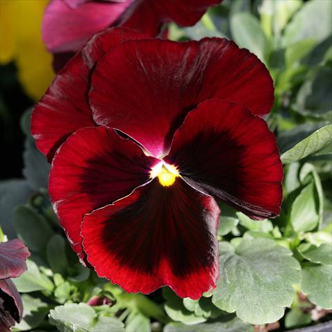 foto van een variëteit aan bloemen, te gebruiken als: Pot - en perkplant Viola wittrockiana Sense Red Blotch