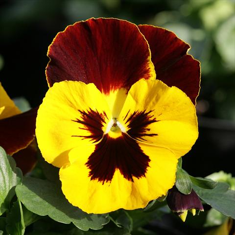 foto van een variëteit aan bloemen, te gebruiken als: Pot - en perkplant Viola wittrockiana Sense Redwing
