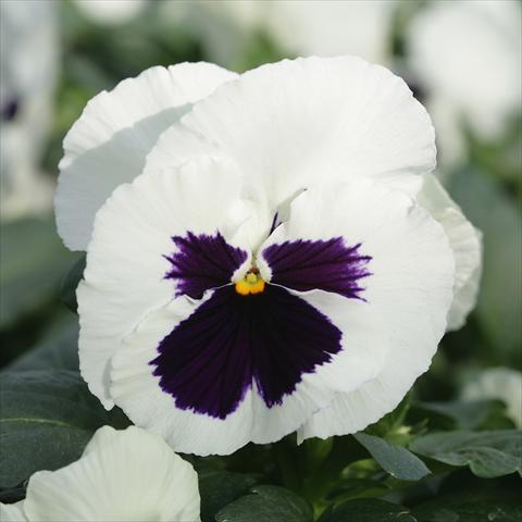 foto van een variëteit aan bloemen, te gebruiken als: Pot - en perkplant Viola wittrockiana Sense White Blotch