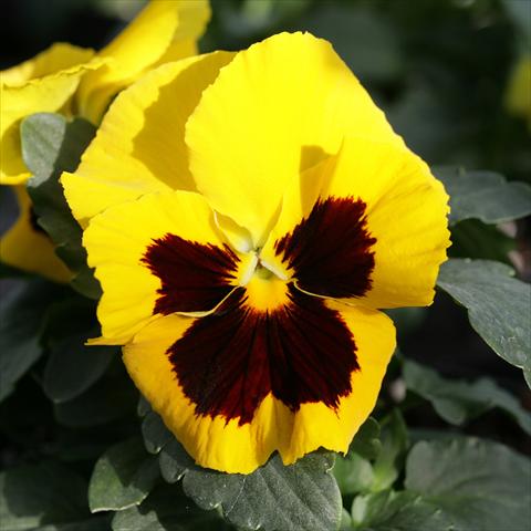 foto van een variëteit aan bloemen, te gebruiken als: Pot - en perkplant Viola wittrockiana Sense Yellow Blotch