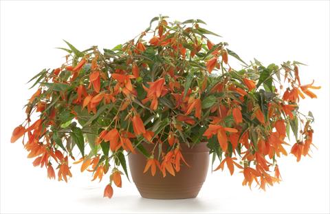 foto van een variëteit aan bloemen, te gebruiken als: Potplant, patioplant, korfplant Begonia Waterfall Encanto Orange