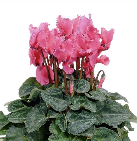 foto van een variëteit aan bloemen, te gebruiken als: Potplant, perkplant, patioplant Cyclamen persicum Prince F1 Deep Rose