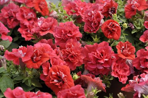 foto van een variëteit aan bloemen, te gebruiken als: Potplant, patioplant, korfplant Petunia Happy® Double Light Red