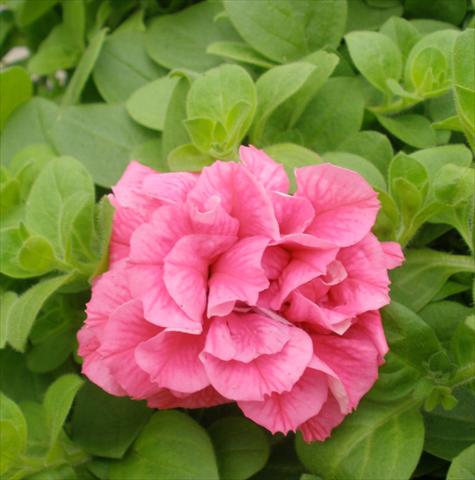 foto van een variëteit aan bloemen, te gebruiken als: Potplant, patioplant, korfplant Petunia Happy® Double Pink Vein
